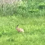 Ostseehase * Gelbensande
