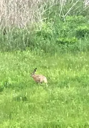 Ostseehase * Gelbensande