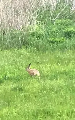 Ostseehase * Gelbensande